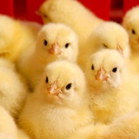 Шамиль Ибрагимов | Нефтекамск