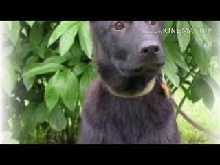 Все про породу Восточно-европейская овчарка  (ВЕО)