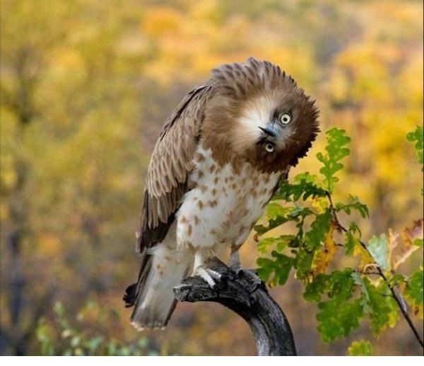 №5, Ольга Божко №5, Ольга Божко