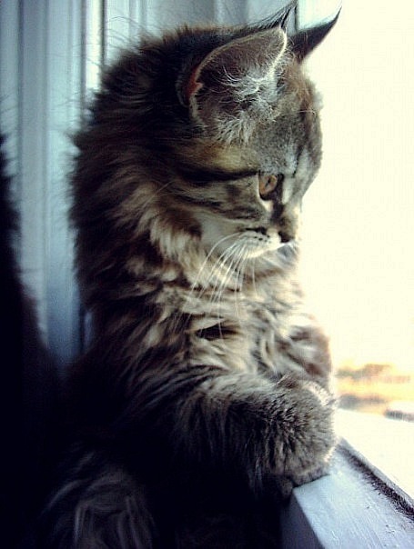 №71, Марина Руденко, 34 года, Славянск-на-Кубани №71, Марина Руденко, 34 года, Славянск-на-Кубани