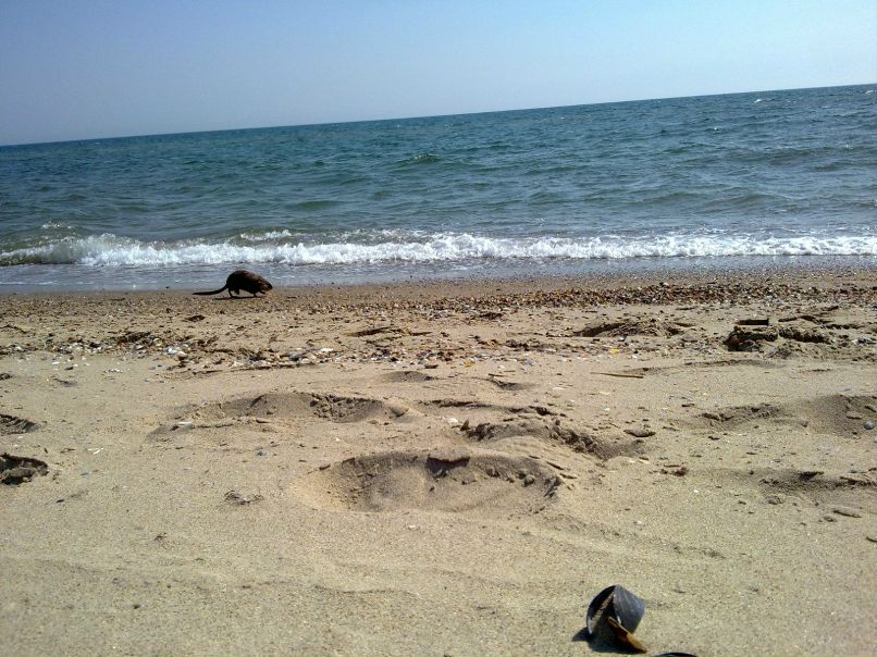 Дмитрий Гринь | Одесса