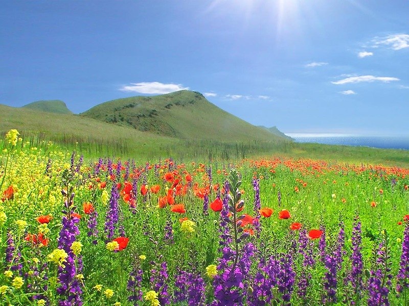 Ксения Горланова | 