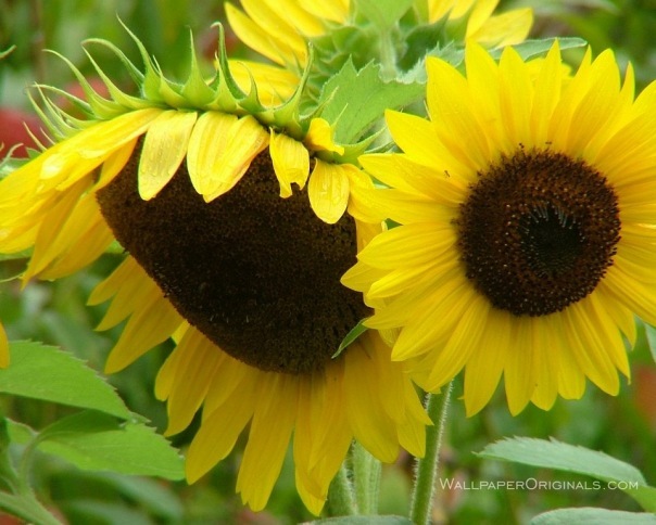 №39, Оксана Микитин, 33 года, Черкассы №39, Оксана Микитин, 33 года, Черкассы