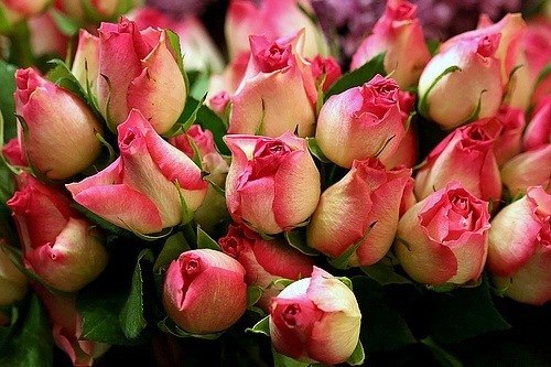 Эльмира Асанова | Белогорск