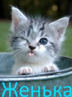 Евгений Слепухов | 