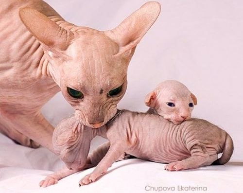 Настя Карлова | Москва