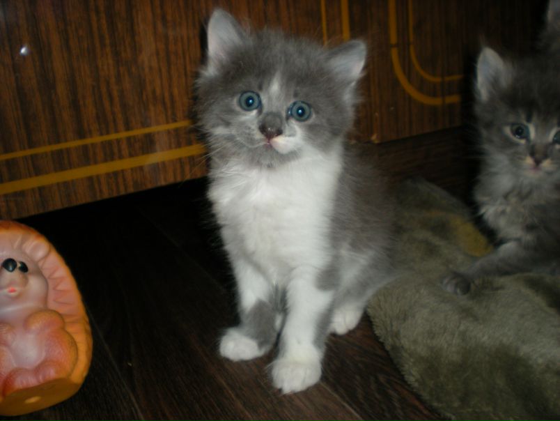 №10, Евгения Маевская, Раменское №10, Евгения Маевская, Раменское