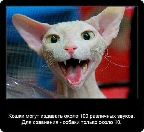 Андрей Нескуба | 