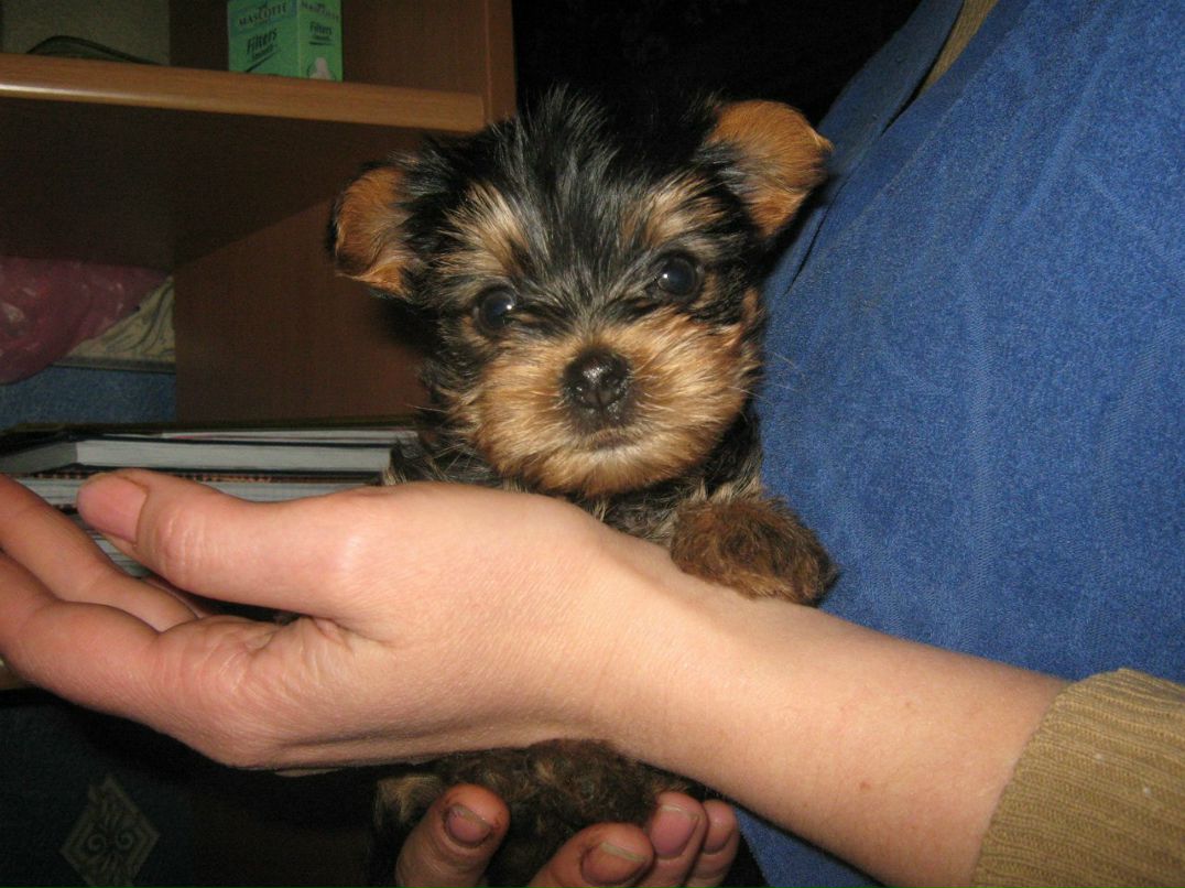 Константин Воронович | Минск