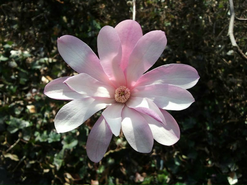 Игорь Панов | Santo Domingo