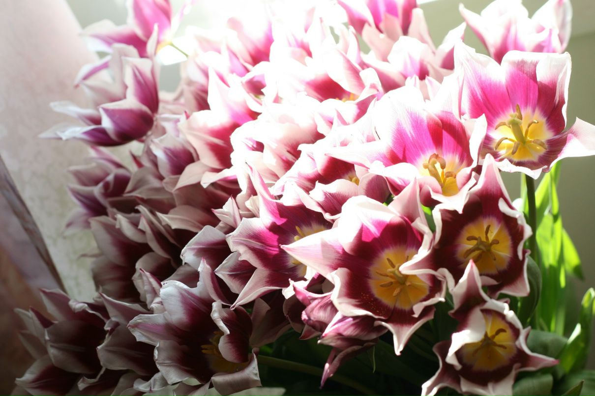 Елена Моисеенкова | Смоленск