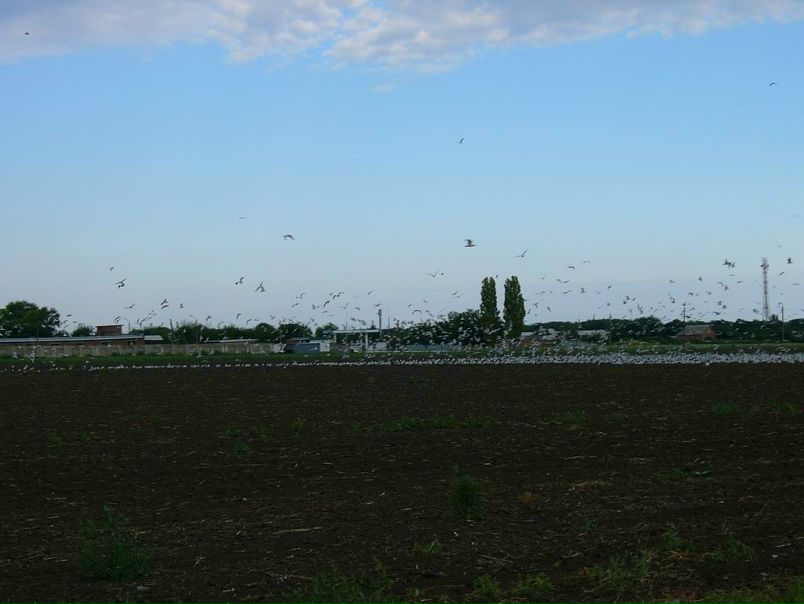 №39, Дмитрий Фокус, Таганрог №39, Дмитрий Фокус, Таганрог