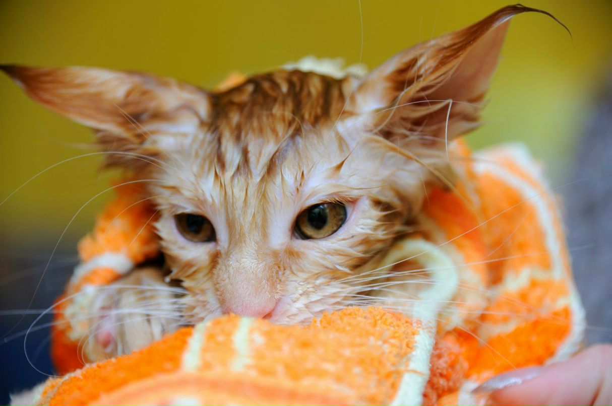 Николай Черников | Томск