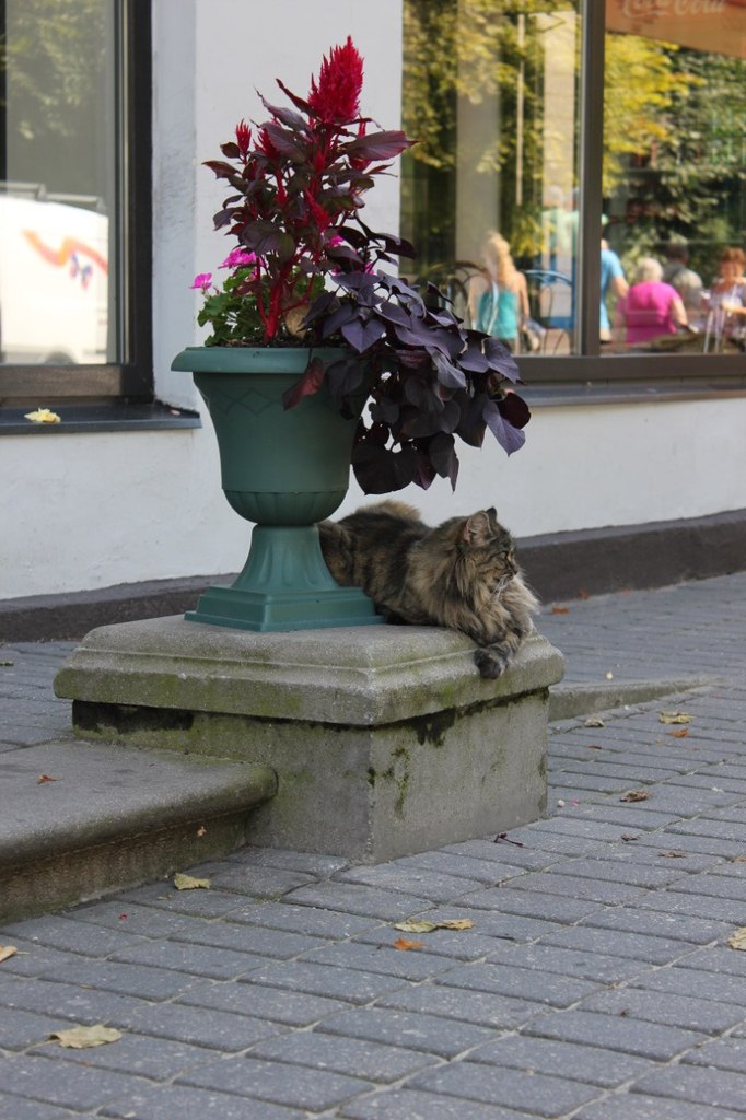 Кристина Афанасьева Сергеевна | Санкт-Петербург