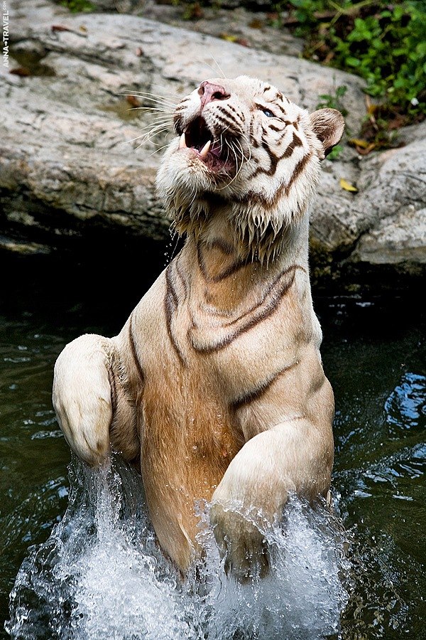 Любовь Берестнева | Санкт-Петербург