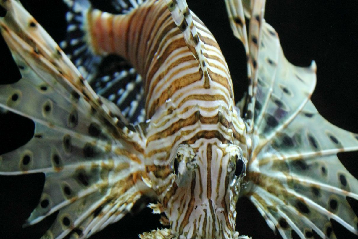 Иван Литовченко | Санкт-Петербург