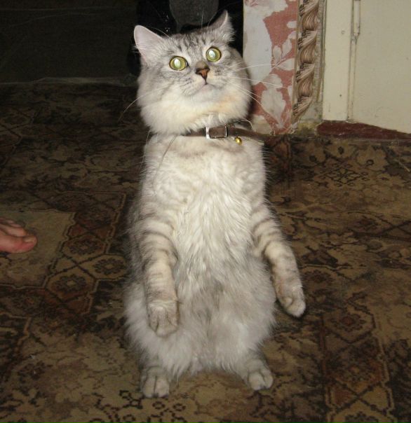 №3, Влад Колосов №3, Влад Колосов