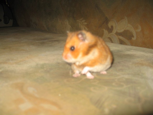 Настенька Ралкова | Могилёв