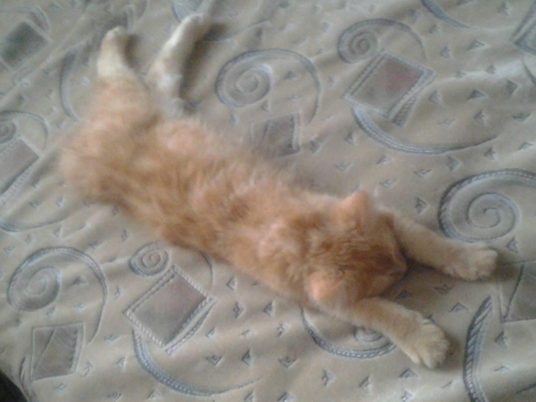 Наталия Чмыхал | Обухов