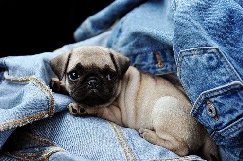 Анастасия Бучак Михайловна | Киев