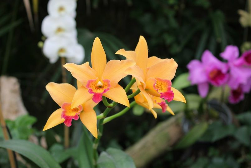 Olga Maksimova-Vomm | Санкт-Петербург