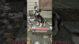 Спасти семью!Им нужна  помощь!