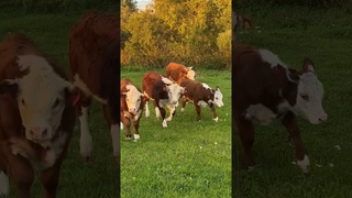 Герефордские телятки #герефорд #милота #животные #ферма #корова #cow #фермер #деревня #хозяйство#кфх