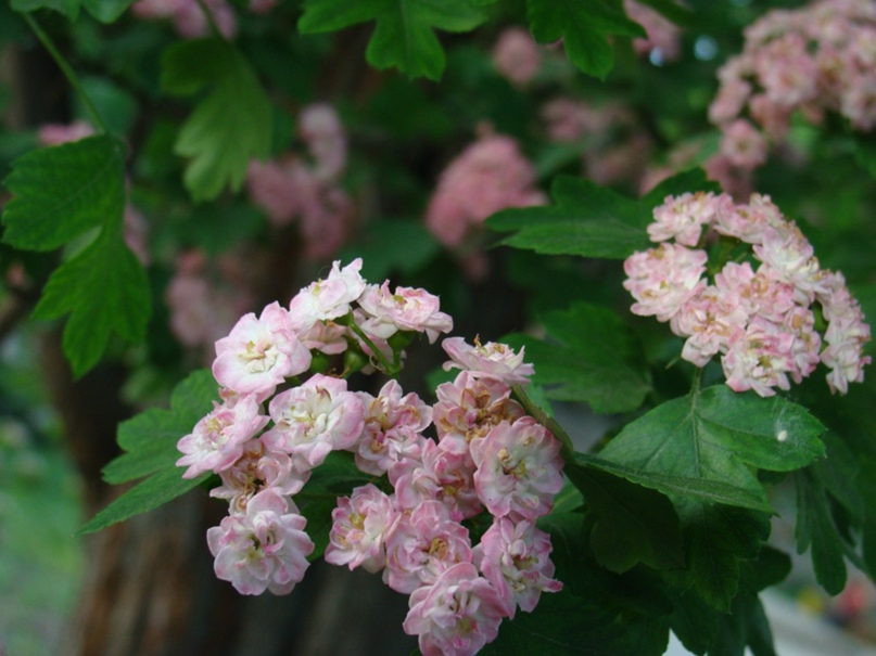 Андрей Фурман | Магнитогорск