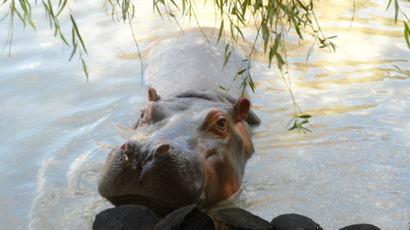 Александр Нилов Stop' Enjoy,СайМоН | Тольятти