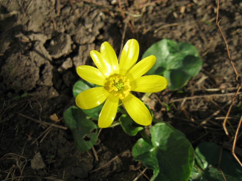 Елена Назаренко | Краснодар