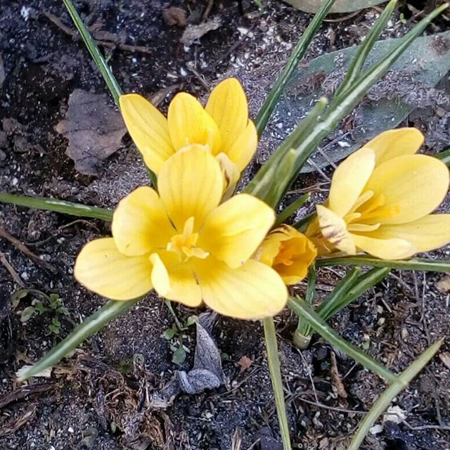 Наталья Антонова | Канаш