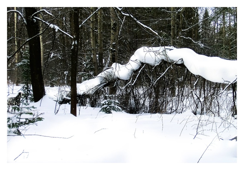 Андрей Мехоношин Викторович | Пермь