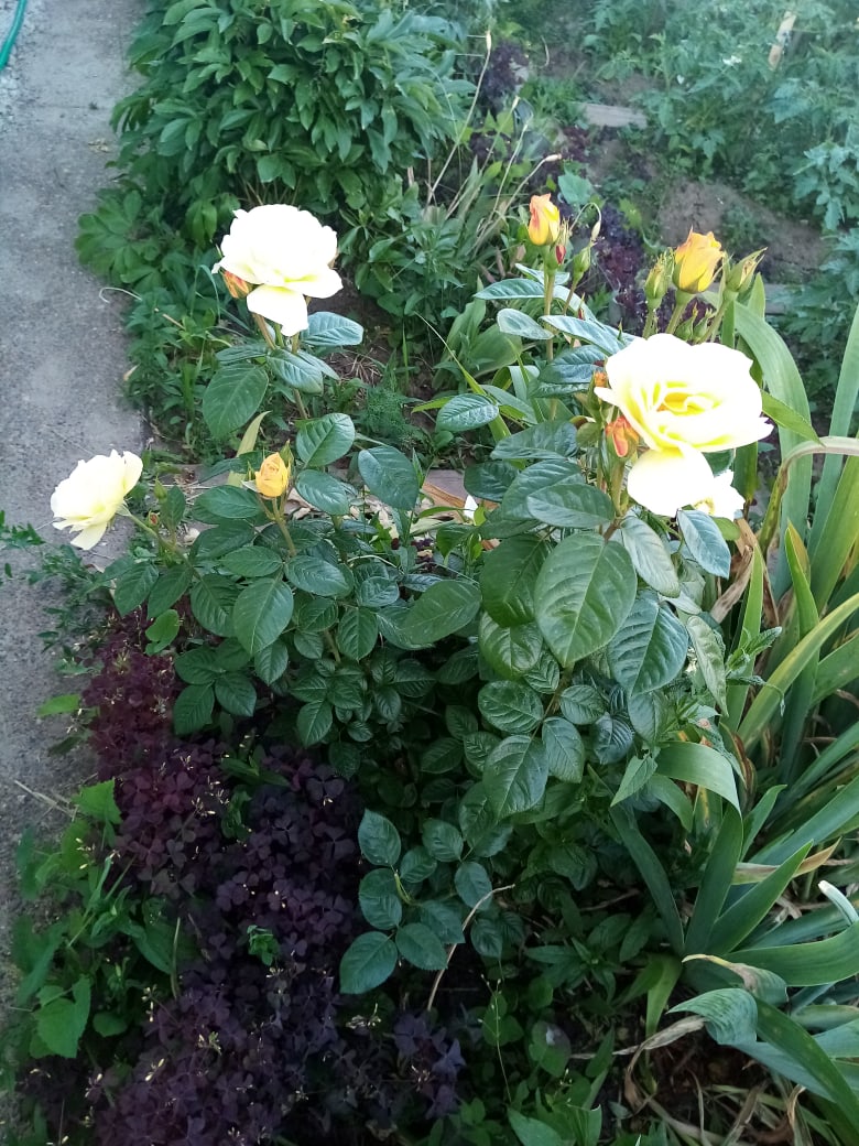 Валентина Макарова | Казань