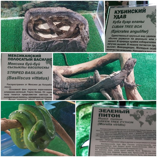 Ольга Плешкова | Тольятти