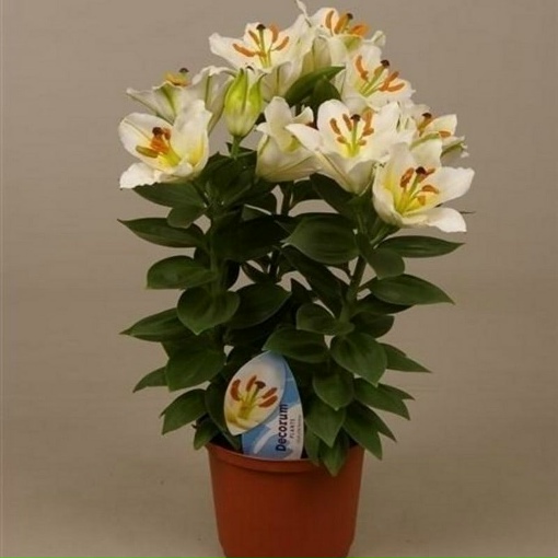Лилия домашняя в горшке (71 фото)