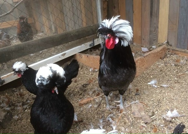Белохохлые куры фото Белохохлые куры фото