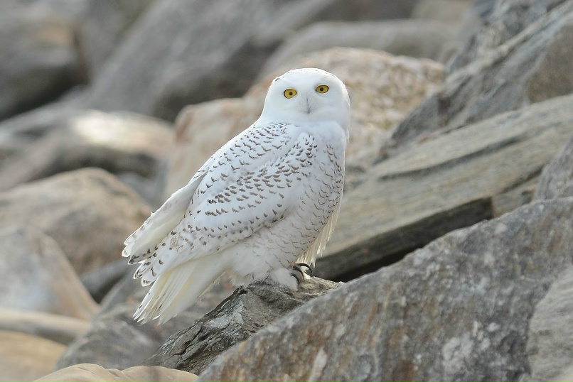 Полярная сова фото птицы Полярная сова фото птицы
