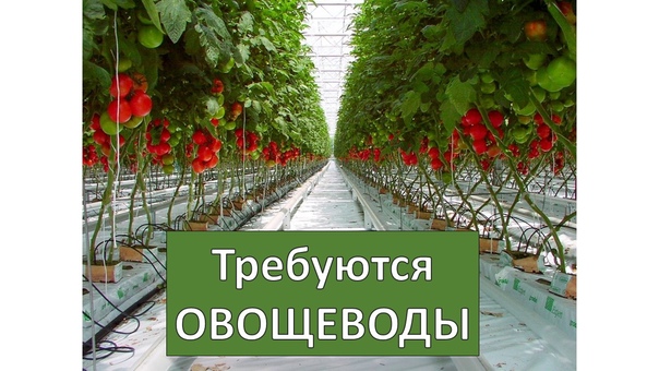 Овощевод Тольятти Магазин Режим Работы