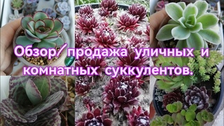 🌺Обзор и продажа излишков моей коллекции суккулентов🤗❤️ домашних и уличных🌺🌱
