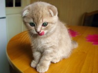 Евгений Волков