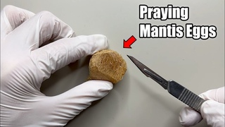 What happens when you cut open a praying mantis egg case