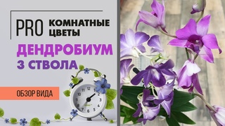 Дендробиум Са-Нук  -  прекрасная и легкая в уходе орхидея