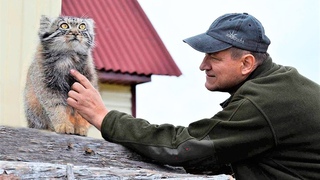 Мужчина вырастил котенка, не зная, что он опасный ХИЩНИК... Однажды зверь показал на что способен! 😱