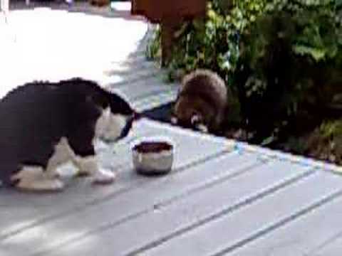Kitty vs