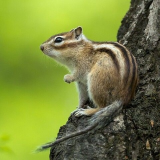 ильменский заповедник бурундук. азиатский бурундук. бурундук приморский. сибирский бурундук. азиатские бурундуки алтайский заповедник.