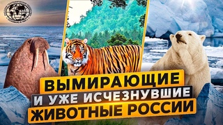 Вымирающие и уже исчезнувшие животные России |  @rgo_films