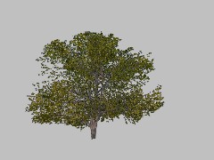 CL Tree TN 12f