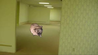 pug dancing in the backrooms