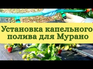 Капельный полив для клубники Мурано. 1 способ установки капельной ленты.