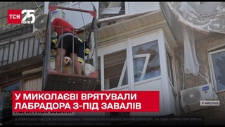 У Миколаві рятувальники витягли лабрадора з-під завалів